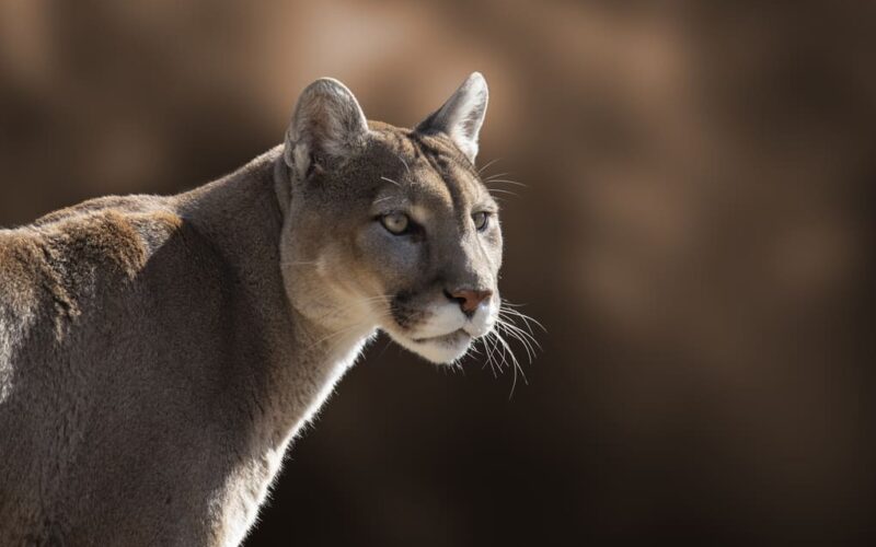 Conservación de felinos en Panamá según Max van Rijswijk